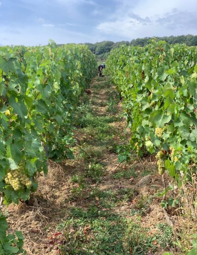 vendanges-champagne-marne-aisne-aube-cueilleur