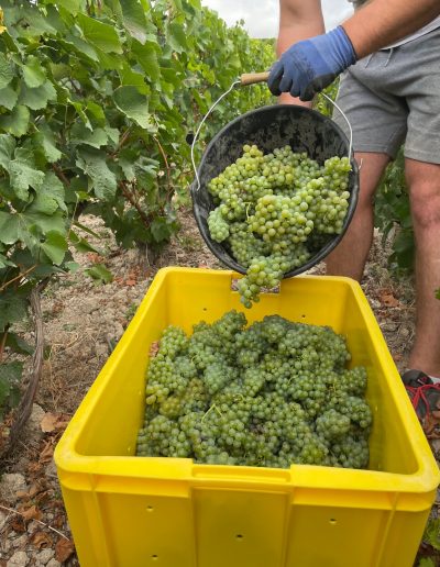 Vendanges cueillette aube